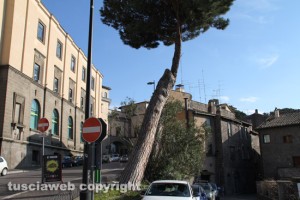 Viterbo - I pini mediterranei tagliati a via Ascenzi