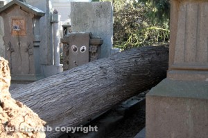 Maltempo - Viterbo - Cimitero di San Lazzaro - Un albero crollato