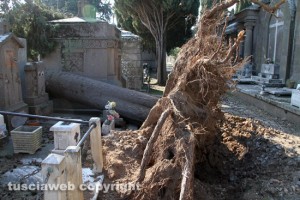 Maltempo - Viterbo - Cimitero di San Lazzaro - Un albero crollato