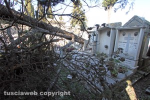 Maltempo - Viterbo - Cimitero di San Lazzaro - Un cipresso crollato su una tomba