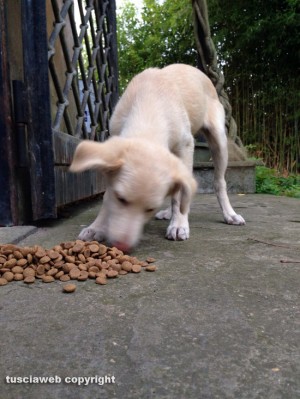 Uno dei due cani smarriti vicino Vetralla
