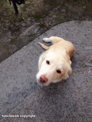 Uno dei due cani smarriti vicino Vetralla