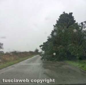 Maltempo - Alberi divelti tra Arlena e Piansano