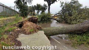 Maltempo - Un albero abbattuto a Tarquinia