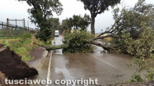 Maltempo - Un albero crollato - Immagine di repertorio