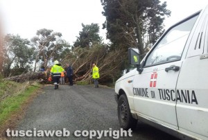 Maltempo - Albero crollato sulla strada - La protezione civile al lavoro a Tuscania