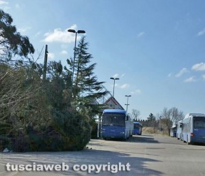 Malltempo - Viterbo - L'albero crollato al deposito Cotral
