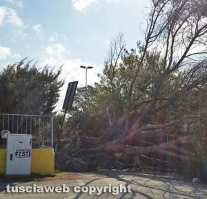 Malltempo - Viterbo - L'albero crollato al deposito Cotral