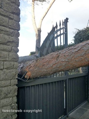 Maltempo - Strada Cimina - Albero si abbatte su un cancello - Foto Giuseppe Tamantini