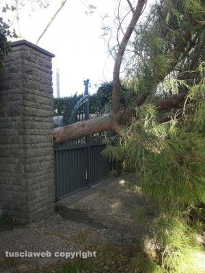 Maltempo - Strada Cimina - Albero si abbatte su un cancello - Foto Giuseppe Tamantini