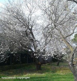 Un albero in fiore