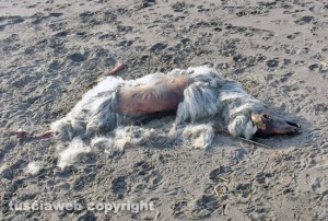 Pescia Romana - Carcasse di animali sulla spiaggia - Una pecora