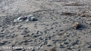 Pescia Romana - Carcasse di animali sulla spiaggia - Una pecora e una volpe