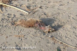 Pescia Romana - Carcasse di animali sulla spiaggia - Una volpe