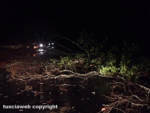 Vetralla - Strada provinciale blerana - Albero caduto vicino al bosco della Folgore