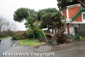 Maltempo - Tarquiniia - Un albero crollato su un giardino
