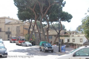 Viterbo - I pini in via Ascenzi