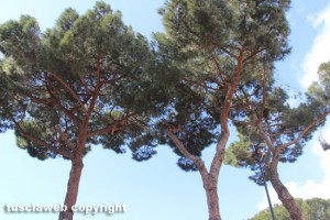 Viterbo - I pini in via Ascenzi