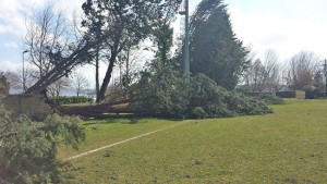 Capodimonte - Gli alberi caduti sul campo da calcio