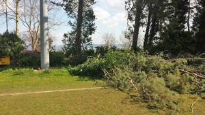 Capodimonte - Gli alberi caduti sul campo da calcio