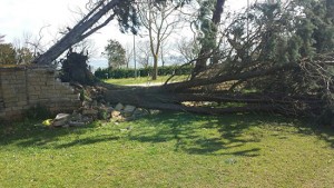 Capodimonte - Gli alberi caduti sul campo da calcio