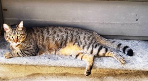 Viterbo - Il gatto Minou