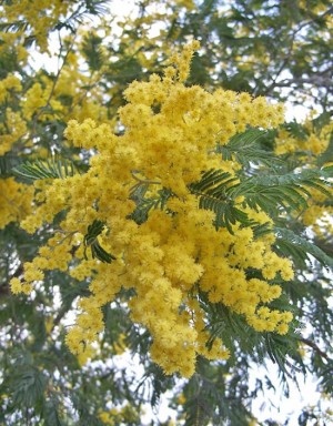 Una mimosa 