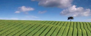 Un campo