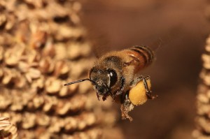 Pollini 