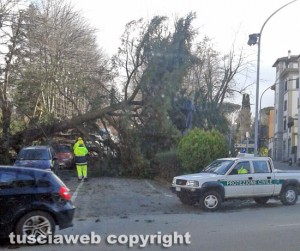 Malltempo - Viterbo - L'albero caduto tra via Vicenza e via Primo Maggio