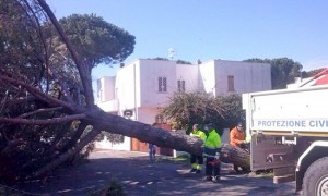 Pini caduti al lido
