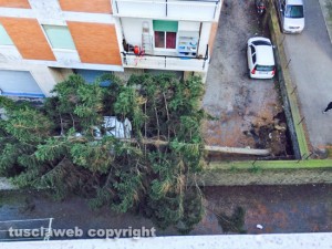 Viterbo - Quartiere Ellera - Pino si abbatte su un furgone bianco