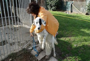 Castel Sant'Elia - I cani dell'associazione Argilla e Incrociamolezampe in giro per una passeggiata
