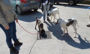 Castel Sant'Elia - I cani dell'associazione Argilla e Incrociamolezampe in giro per una passeggiata