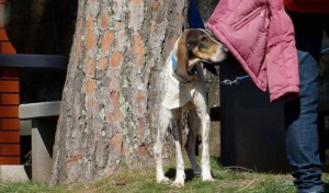 Castel Sant'Elia - I cani dell'associazione Argilla e Incrociamolezampe in giro per una passeggiata