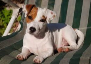 Un Jack Russel simile a Leo
