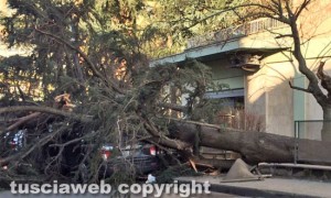 Malltempo - Viterbo - L'albero crollato su un auto a via Villanova