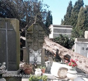 Viterbo - Un albero crollato sulle tombe al cimitero di San Lazzaro