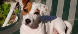 Un Jack Russel simile a Leo