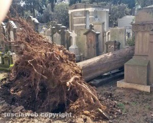 Viterbo - Un albero crollato sulle tombe al cimitero di San Lazzaro