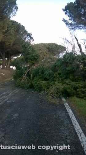 Malltempo - Viterbo - Albero abbattuto sulla Strada Umbro casentinese - Foto Fabio Pasqualini