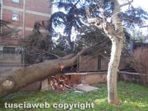 Malltempo - Viterbo - L'albero crollato su un auto a via Villanova