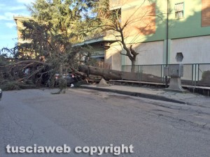 Malltempo - Viterbo - L'albero crollato su un auto a via Villanova