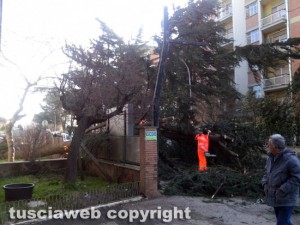 Malltempo - Viterbo - L'albero crollato su un auto a via Villanova