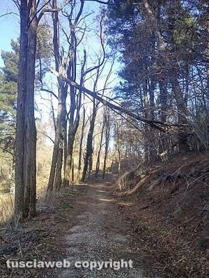 L'albero pericolante nel parco pubblico Poggio Nibbio