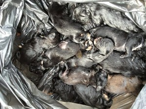 Cuccioli gettati nell'immondizia