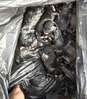 Cuccioli gettati nell'immondizia
