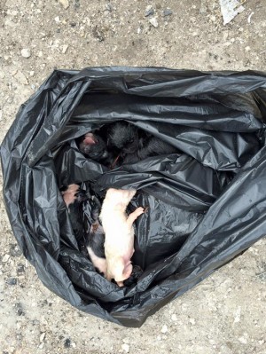 Cuccioli gettati nell'immondizia