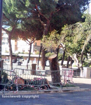 Viterbo - I tronchi rimasti a via Ascenzi