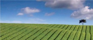 Un campo